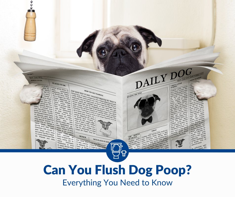 Can You Flush Dog Poop Down the Toilet